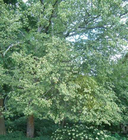 Граб американський (Ostrya virginiana)