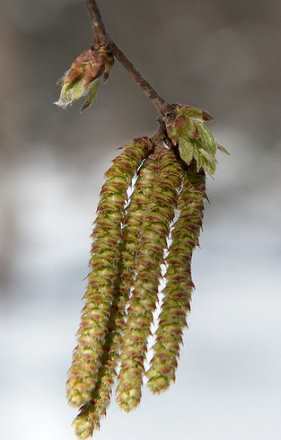 Остря віргінська квіти
