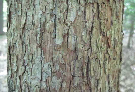 Остря віргінська кора