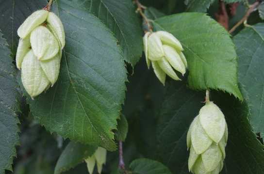 Насіння залізного дерева (фрукти)