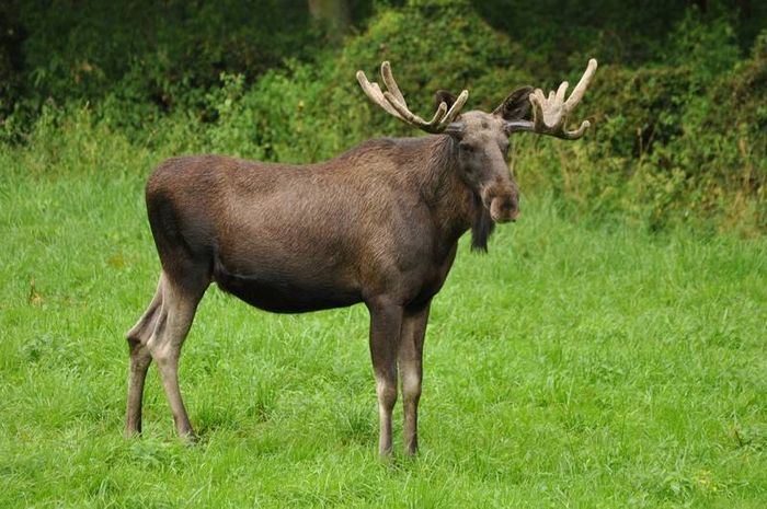 Європейський лось фото (лат. Alces Alces)