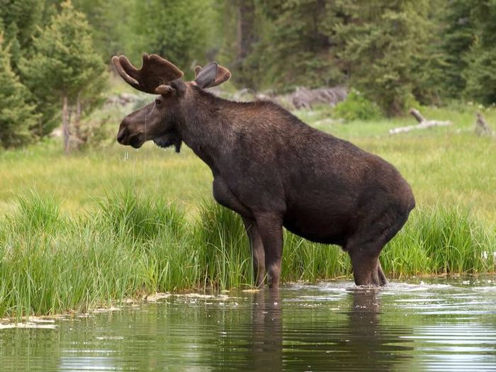 Американский лось фото (лат. Alces Americanus)