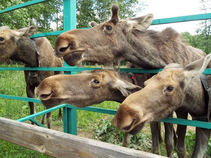 Домашний лось фото